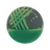Cetrimid Agar Alap / Agar, PH EUR-USP