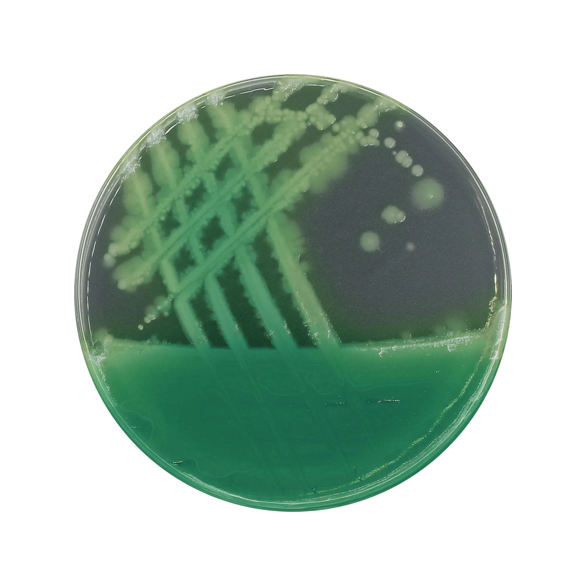 Cetrimid Agar Alap / Agar, PH EUR-USP