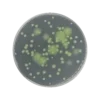 Cetrimid Agar Alap / Agar, PH EUR-USP