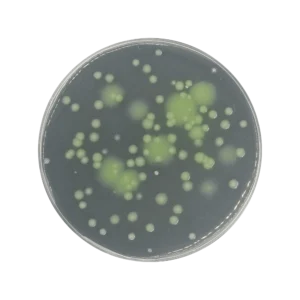 Cetrimid Agar Alap / Agar, PH EUR-USP