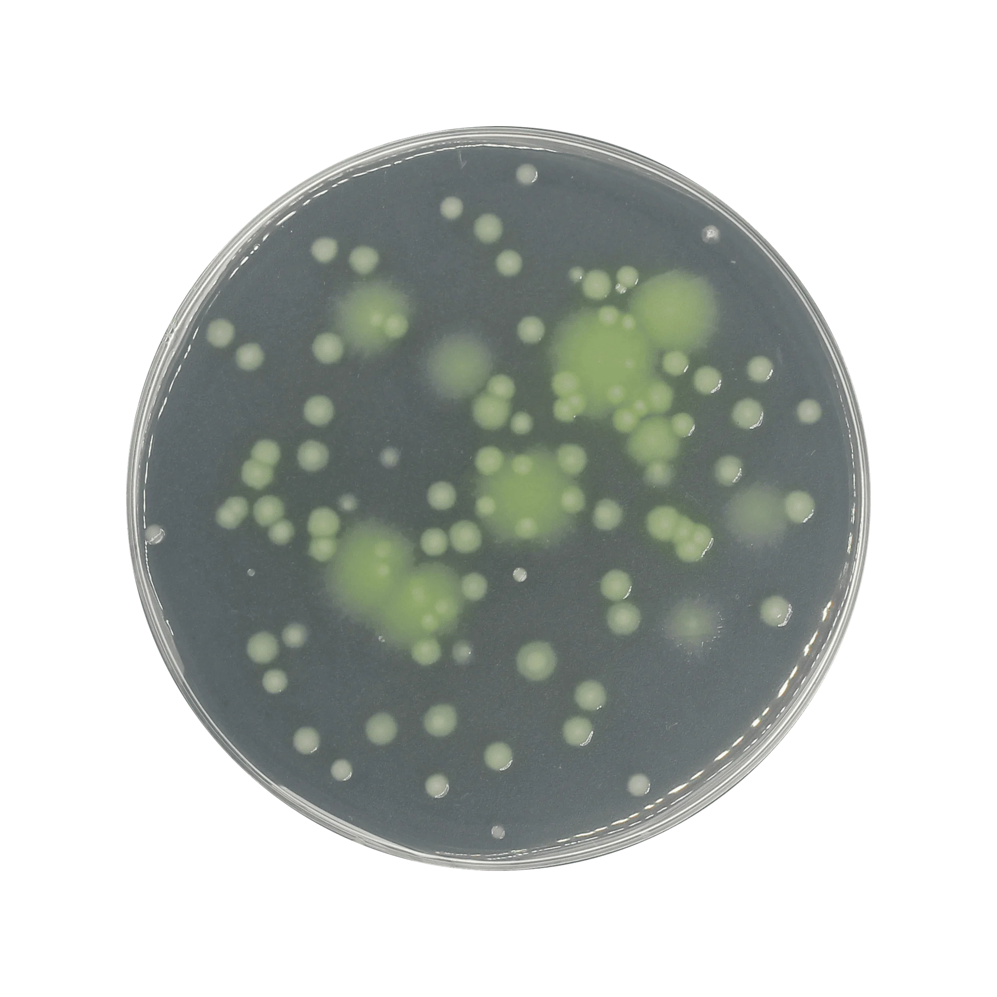 Cetrimid Agar Alap / Agar, PH EUR-USP