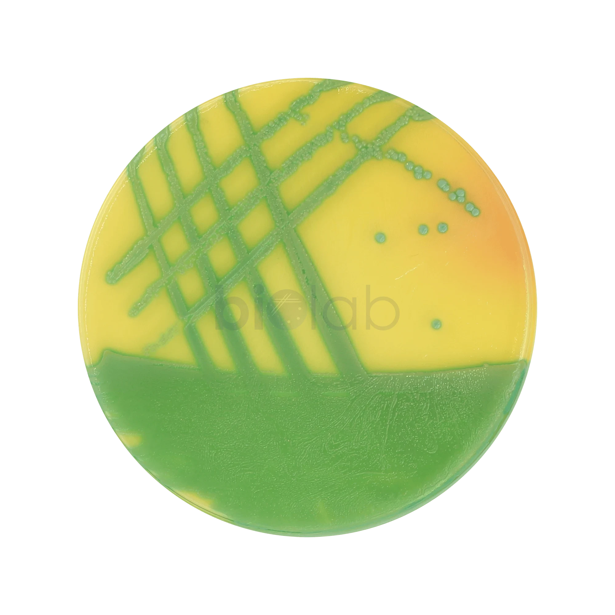 ChromoBio® MRSA (agar alap + kiegészítő) KIT