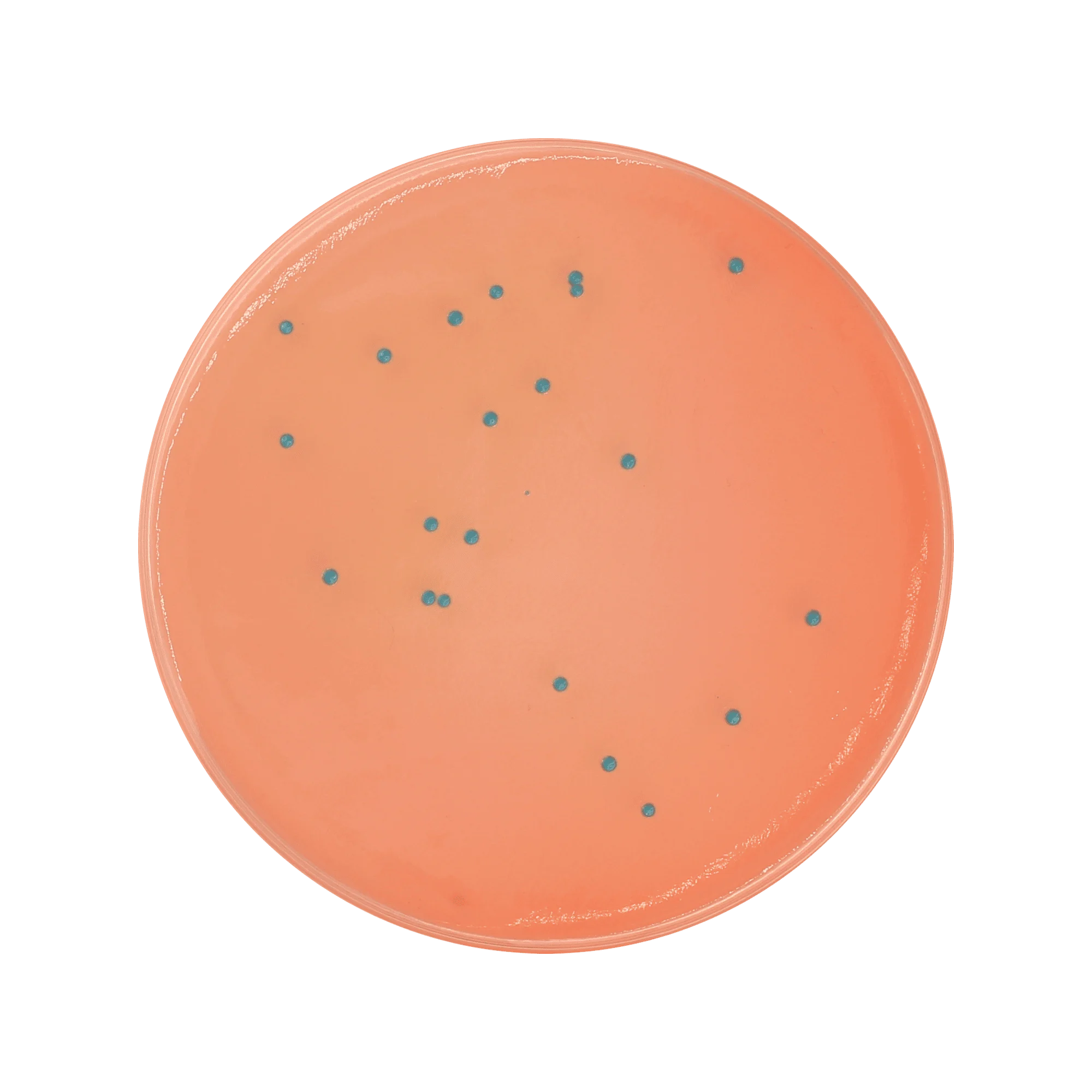 ChromoBio® MRSA (agar alap + kiegészítő) KIT