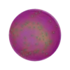 ChromoBio® Lisztéria Plusz (agar alap + kiegészítő) KIT
