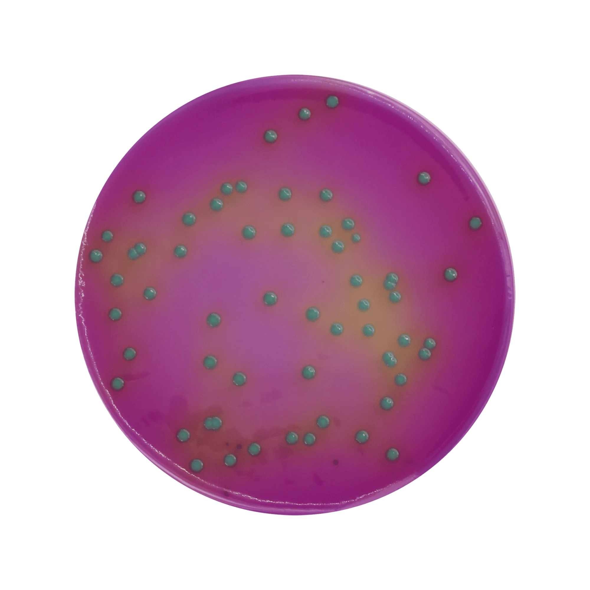 ChromoBio® Lisztéria Plusz (agar alap + kiegészítő) KIT
