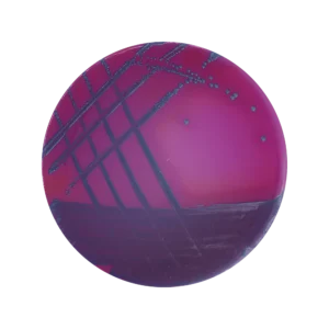ChromoBio® Lisztéria Plusz (agar alap + kiegészítő) KIT