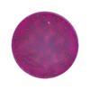 ChromoBio® Lisztéria Plusz (agar alap + kiegészítő) KIT