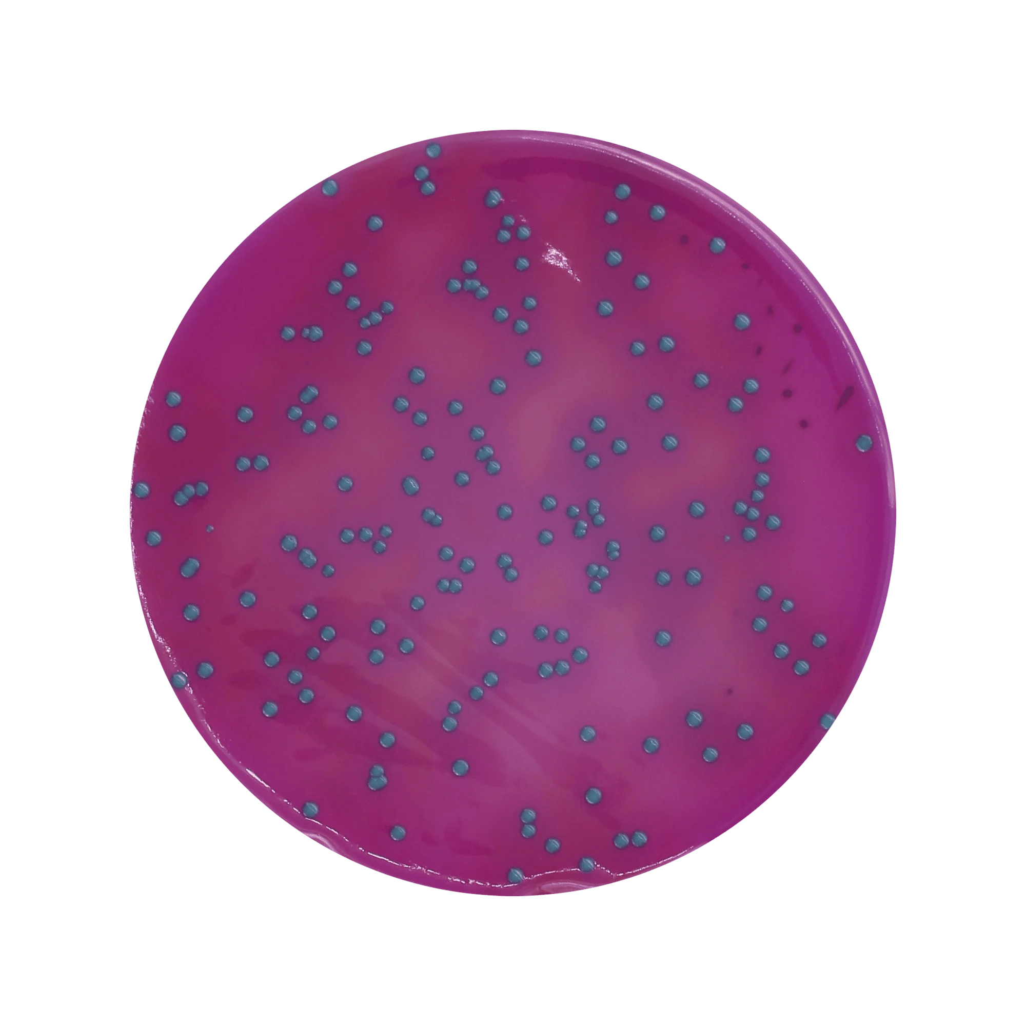 ChromoBio® Lisztéria Plusz (agar alap + kiegészítő) KIT
