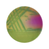 ChromoBio® Lisztéria Plusz (agar alap + kiegészítő) KIT