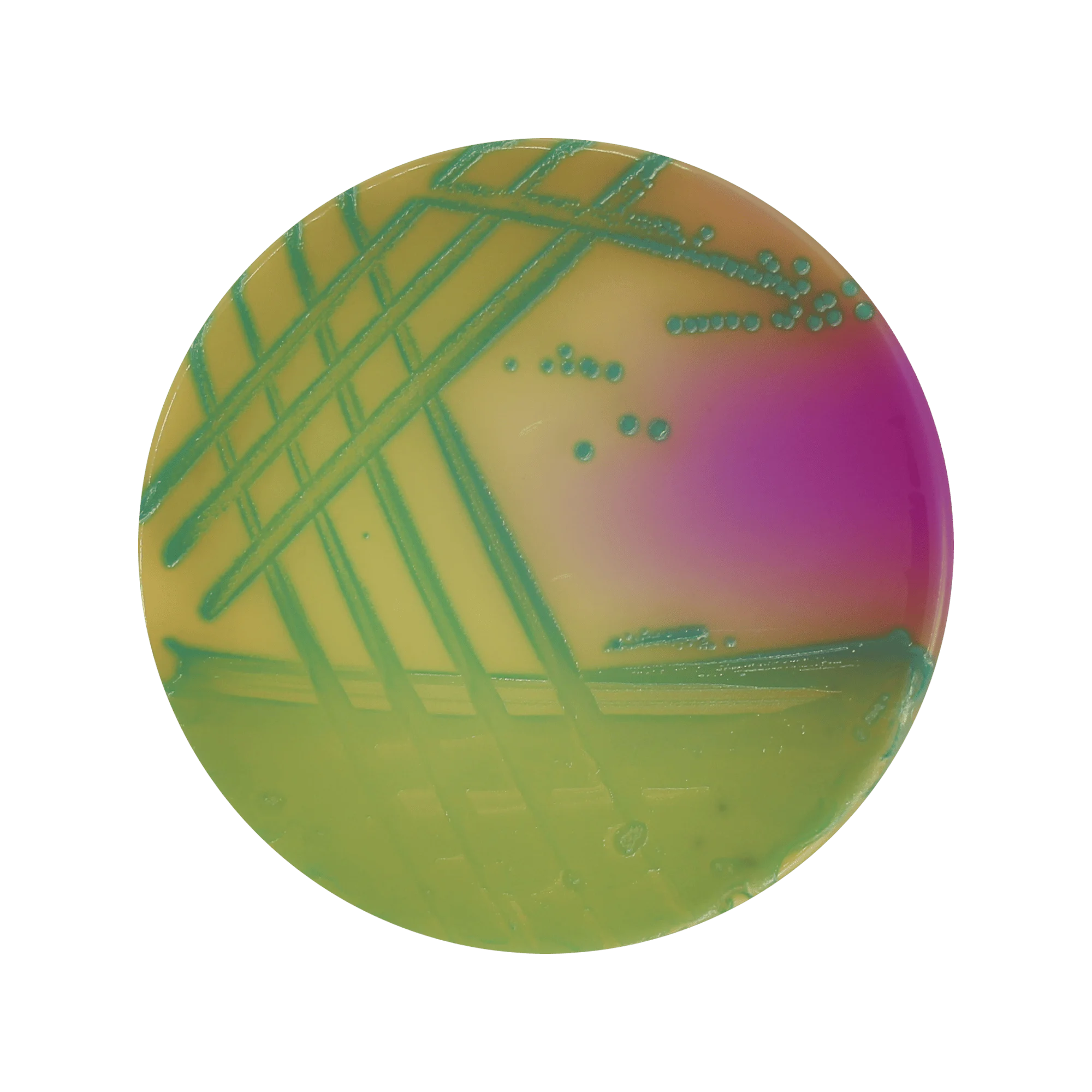 ChromoBio® Lisztéria Plusz (agar alap + kiegészítő) KIT