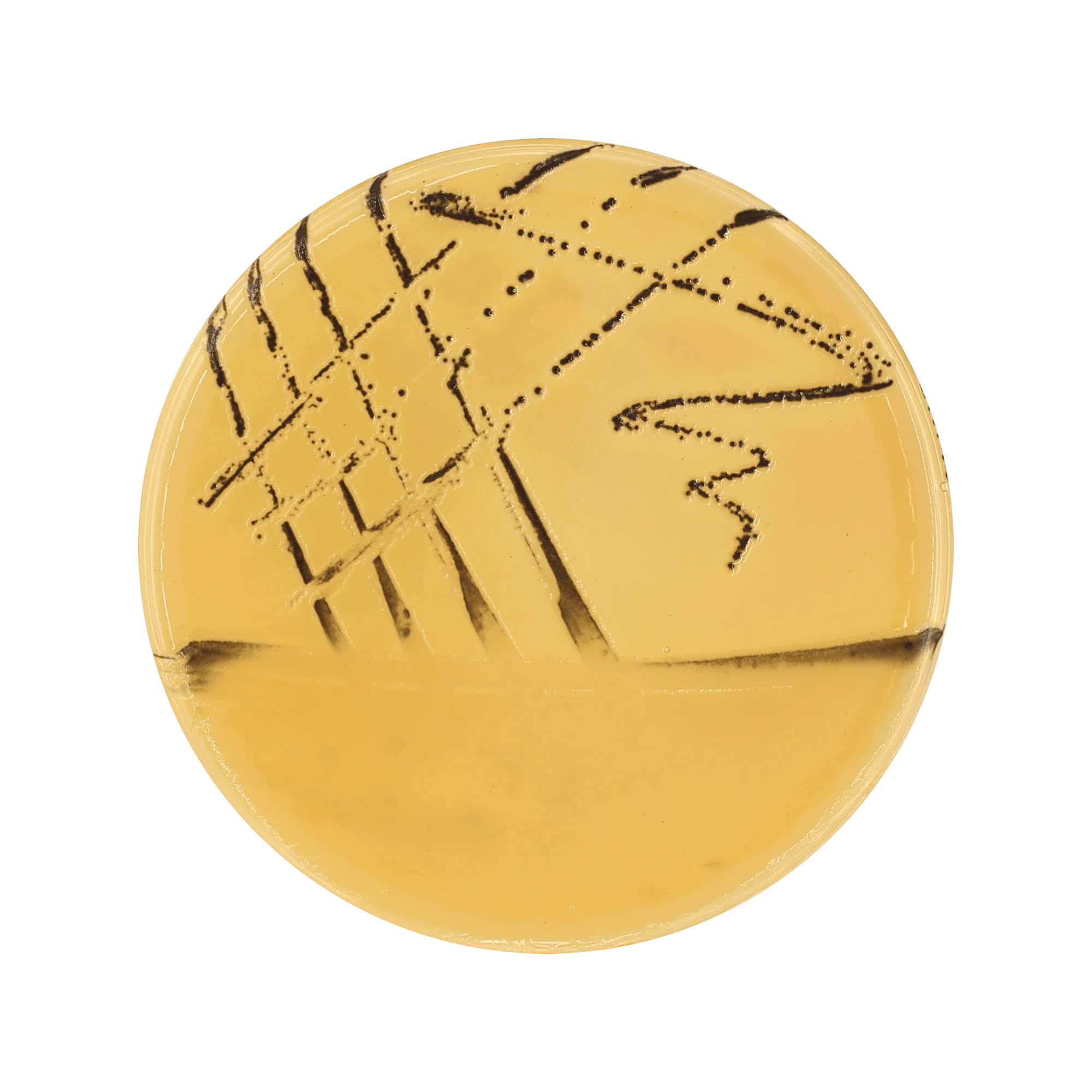 Salmonella Shigella (SS) Agar