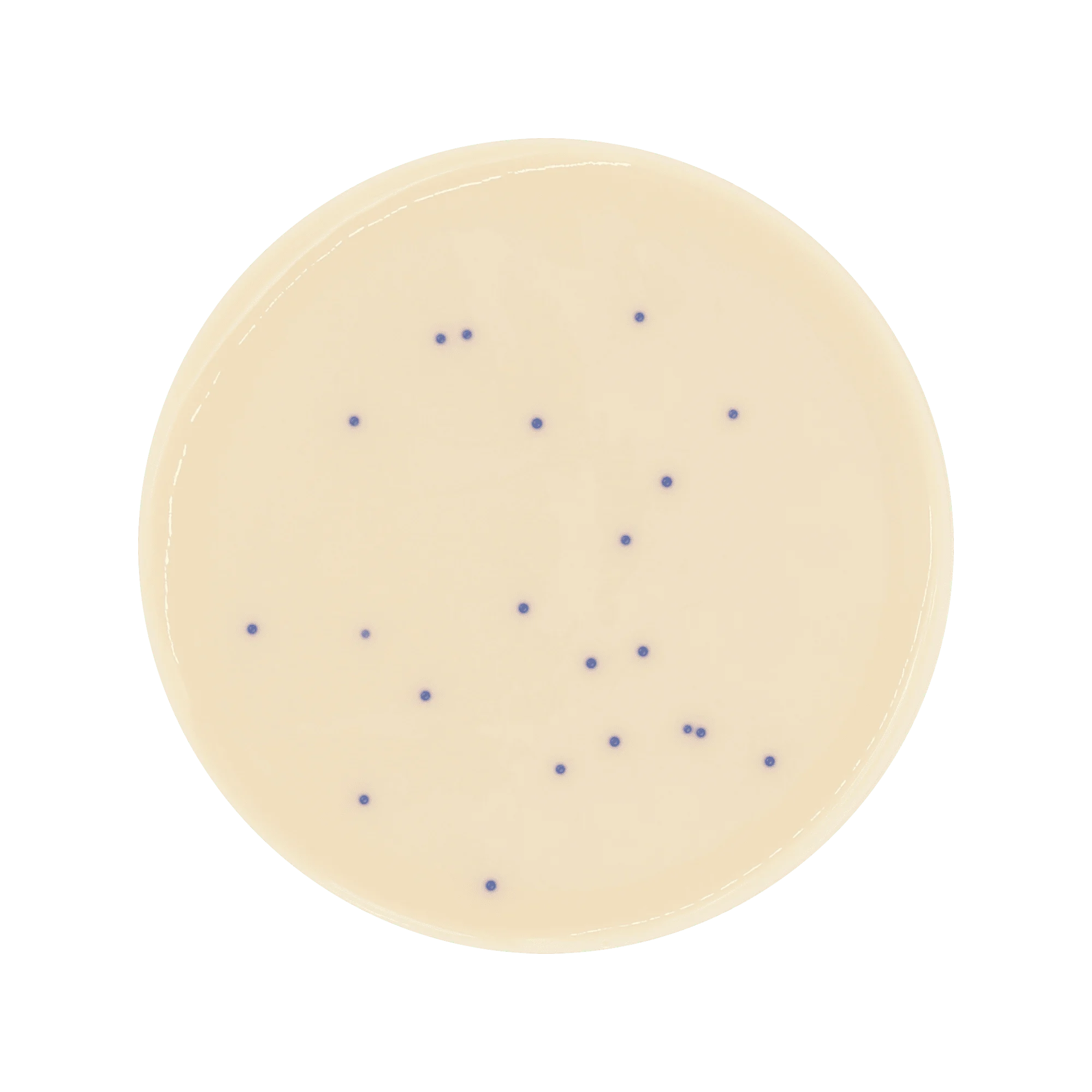 ChromoBio® VRE  (agar alap + kiegészítő) KIT