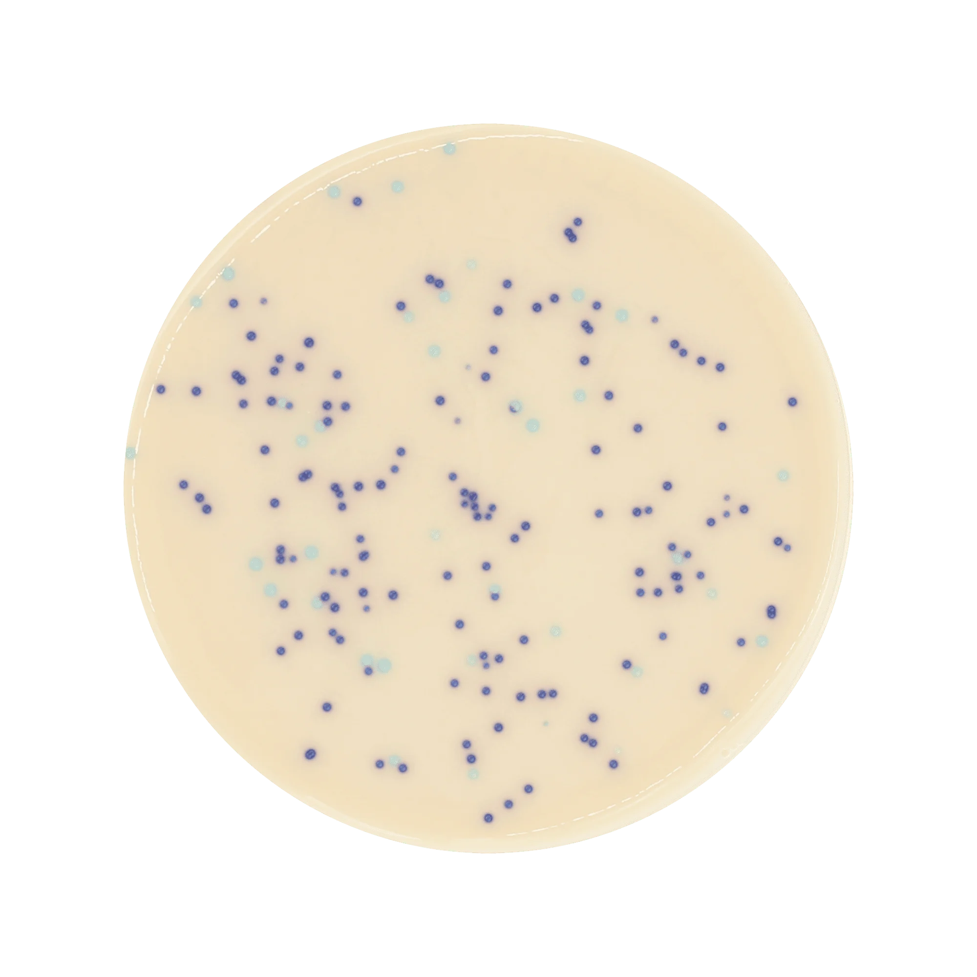 ChromoBio® VRE  (agar alap + kiegészítő) KIT