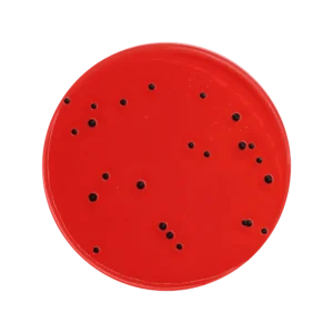 XLD Agar, PH EUR - USP